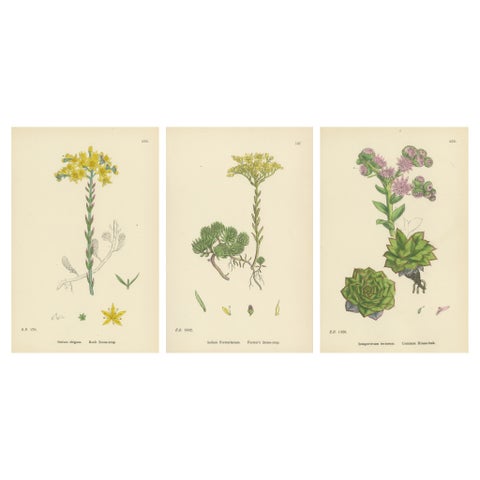 Botanical Engravings of Rock and Forster’s Stone-Crop with House-Leek, 1902