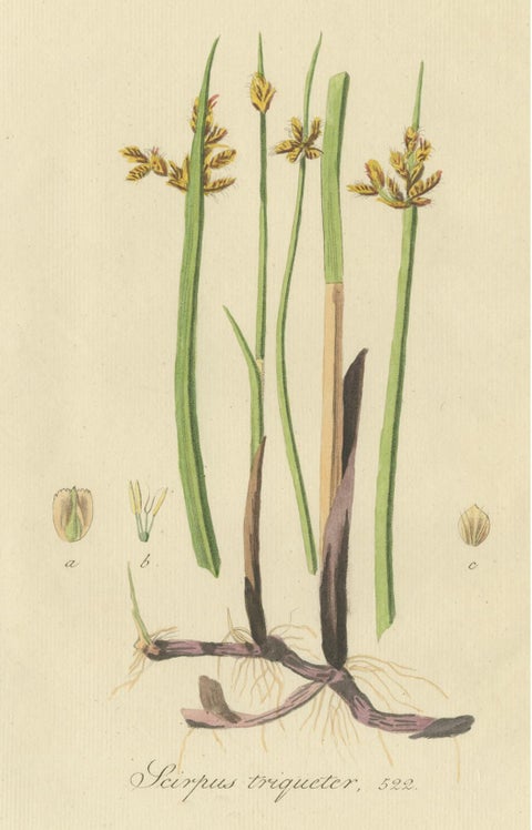 Antique Botany Print of Schoenoplectus Triqueter by Sepp, 1830, view 3