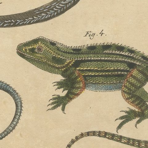 Five Exotic Lizards, Antique Bertuch Print, Vienna, circa 1820, close-up 4