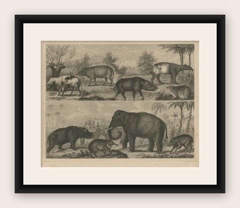 Antique Print of an Elephant, Tapir and Other Animals, C.1855, shown framed