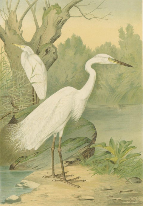 Great Egret or White Heron, Elegant German Ornithology Print c.1985, close-up 5