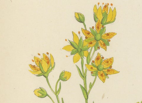 Yellow Saxifrage and Siberian Squill, Hand-Coloured Botanical Print, 1874, close-up 3