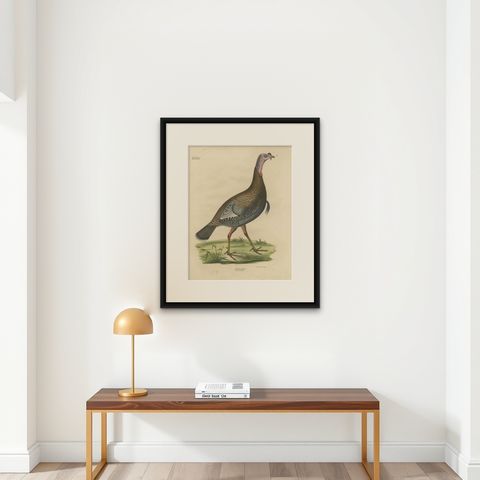Gatt Meleagris Antique Lithograph Print of Wild Turkey, Circa 1824, shown framed on a wall