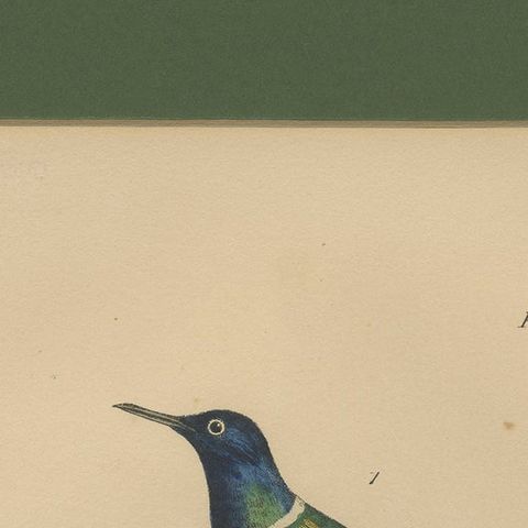 Antique Hand-Coloured Hummingbird Engraving with Gold Highlights, c.1835, close-up 4