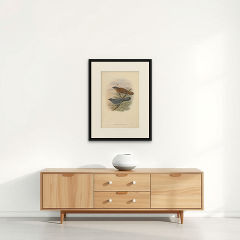 Antique Bird Print of the Grey-faced Cuckoo-Shrike by J. Gould, circa 1875, shown framed on a wall