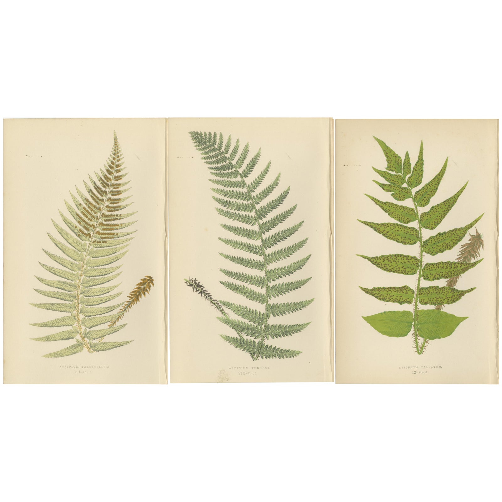 Antique Hand-Colored Fern Prints - Aspidium Species - 19th Century Botanical Art
