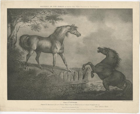 Original Antique Lithograph of a Horse Showing the Passion 'Courage', 1827, view 2