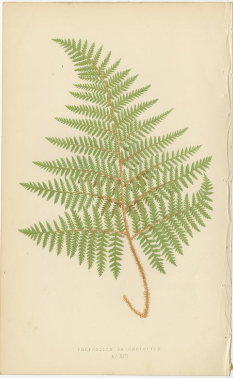 Antique Victorian Fern Botanical Prints Set, Polypodium Studies Wall Art 1856, view 8