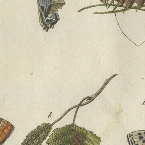 Silver-Washed Fritillary, Large Blue, Brown Hairstreak, Copper Butterflies, 1805, close-up 5