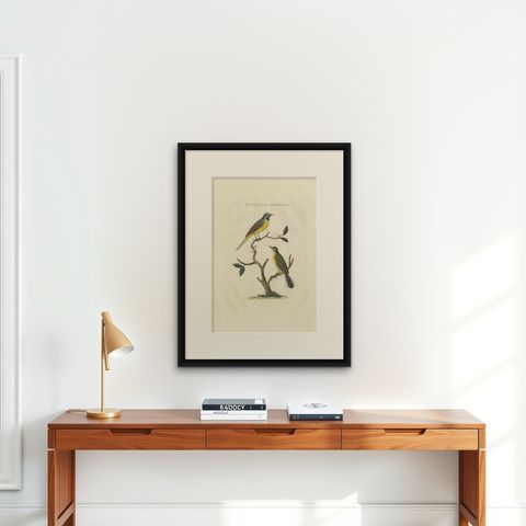 Antique Bird Print of the Yellow Wagtail by Sepp & Nozeman, 1829, shown framed on a wall