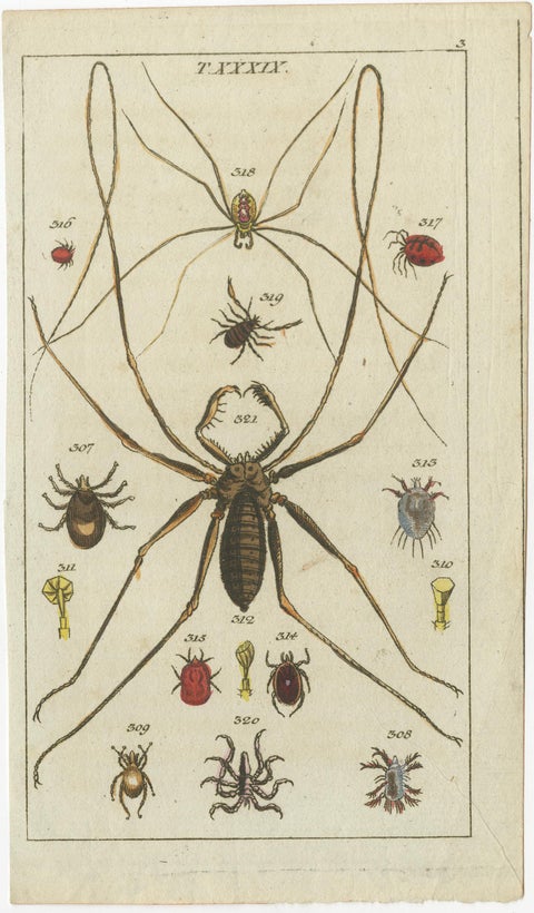 Arachnid & Insect Engravings: Stunning Hand-Colored Natural History Art, 1832, view 2