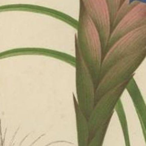 Antique Print of a Handcolored Blue Tillandsia Plant, C.1878, close-up 2
