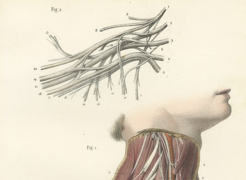 The Brachial Plexus, Antique Hirschfeld Anatomy Print, 1866, view 3