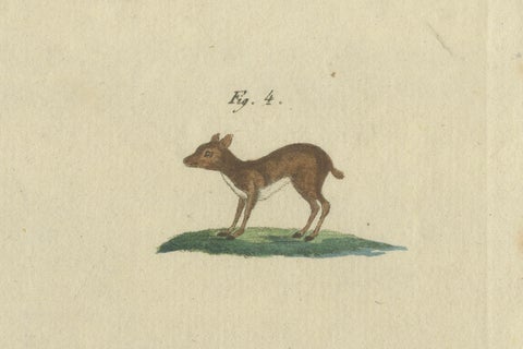 Antique Handcolored Engraving of Chevrotains and Small Deer, c.180, close-up 1