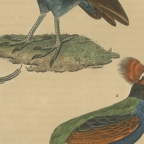 Bird Print of a Malay Scrubfowl, Black-rumped Buttonquail and the Elegant Trogon, close-up 3