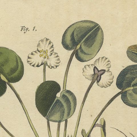 Frogbit and Spiral Tape Grass Water Plants, Antique Bertuch Print, circa 1818, close-up 6