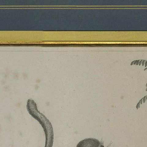 Antique Print of the Green Monkey by Miger, 'c.1808', close-up 1