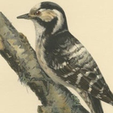 Antique Bird Print of the Female Lesser Spotted Woodpecker by Von Wright, 1927, close-up 2