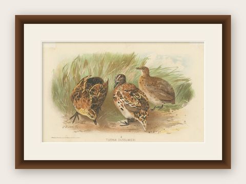 Antique Bird Print of the Little Button Quail by Hume & Marshall, 1879, shown framed