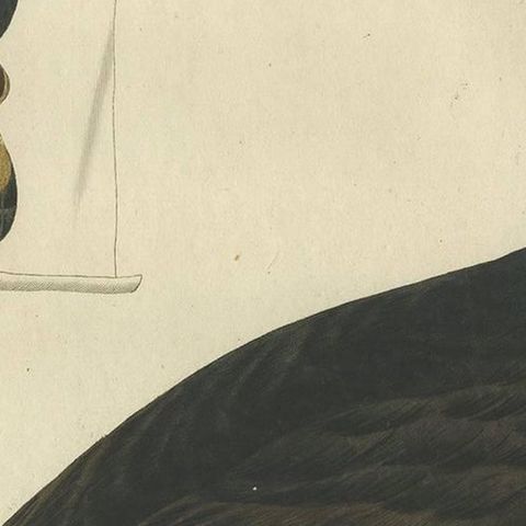 Common Scoter, Antique Bird Print ‘Anas Nigra’ by Nozeman & Sepp, 1770, close-up 1