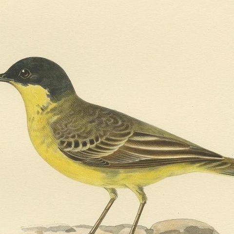 Antique Bird Print of The Western Yellow Wagtail, 1927, close-up 2