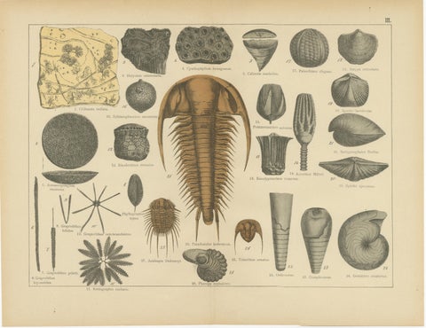 Decorative Antique Fossil Prints, Trilobites, Crinoids & Coal Measures, 1880, view 2