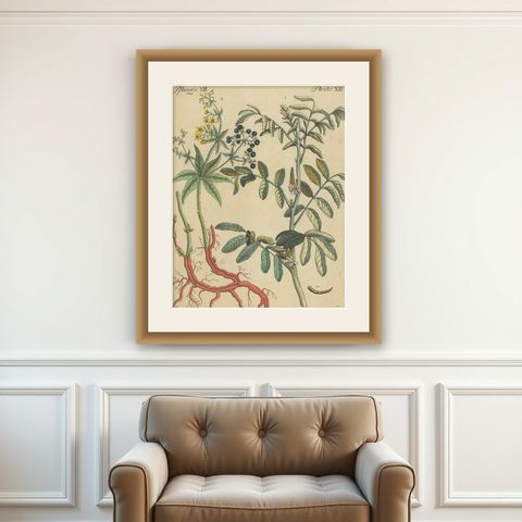 Antique Handcolored Engraving of Medicinal Plants, c.1800, shown framed on a wall