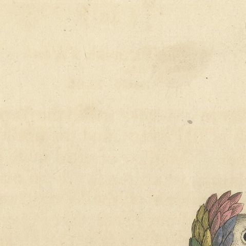 Antique Bird Print of a Jacobin Pigeon, Hand-Colored in 1740, close-up 1
