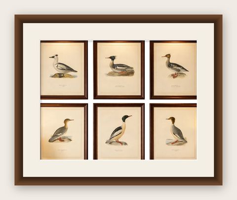 Antique Merganser Duck Lithographs Set of 6, Scandinavian Birds Sweden 1929, shown framed