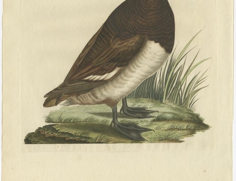 Female Tufted Duck Antique Bird Print by Sepp & Nozeman, circa 1797, close-up 4
