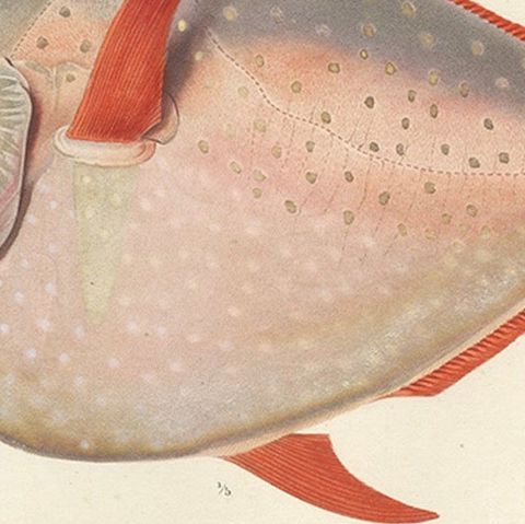 Antique Print of the Opah or Moonfish, Hand-Colored Lithograph, 1845, close-up 5