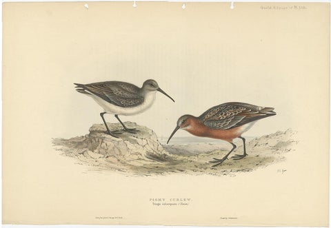 Antique Hand-Colored Bird Print of the Pygmy Curlew by Gould, 1832, view 2