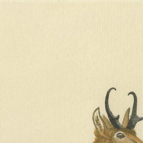 Antique Print of a nice Hand-colored Antelope by Schreber '1775', close-up 1