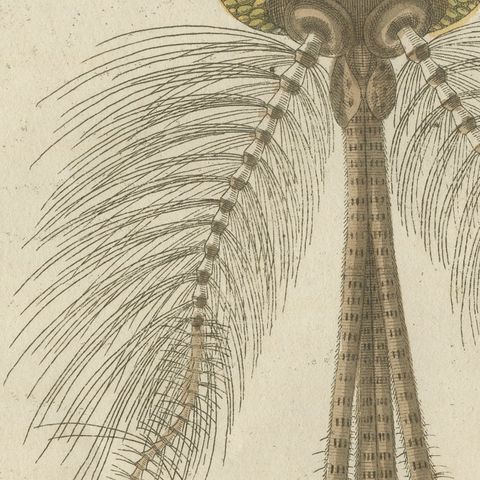 Gnat with Magnified Feathered Head, Antique Bertuch Print, circa 1805, close-up 1