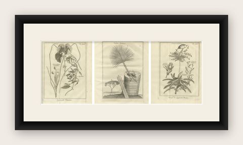 Egyptian Plants, Botanical Studies of Flora from Egypt, c.1776, shown framed