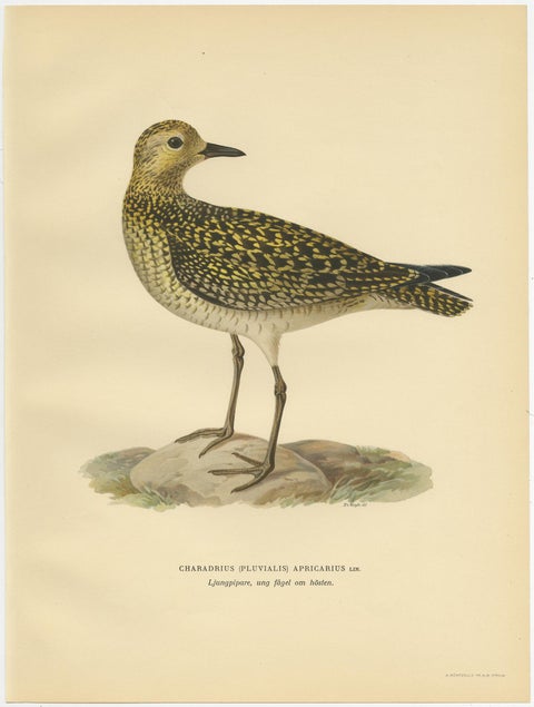 Antique Bird Print of the European Golden Plover by Von Wright, 1929, view 2