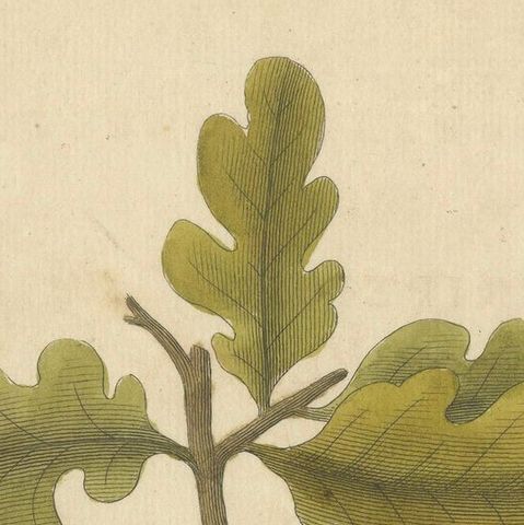 Butterfly Life Cycle on Oak & Wallflower, Albin Hand-Colored Engraving, 1720, close-up 5