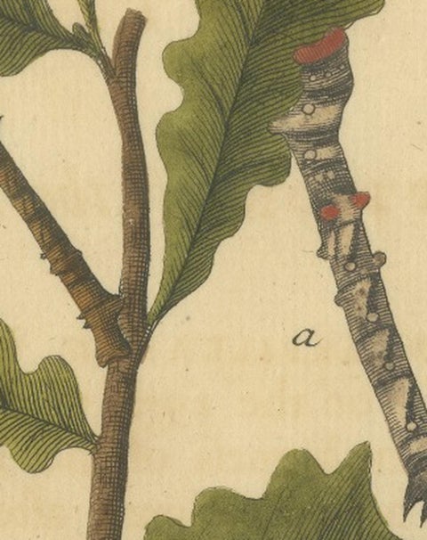 English Moths on Oak & Elm, Hand-Colored Entomology Engraving, Albin 1720, view 2