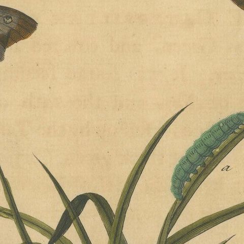 Butterflies on Grasses with Caterpillar, Albin Hand-Colored Engraving, 1720, close-up 5