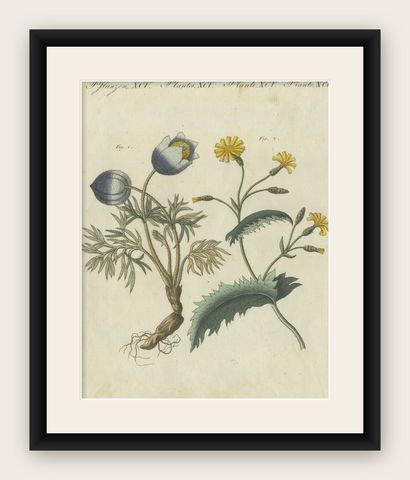 Botanical Print: Papaver and Hieracium Species from a Natural History Collection, shown framed