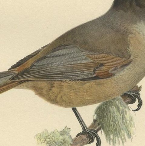 Antique Bird Print of The Siberian Jay by Von Wright, 1927, close-up 2