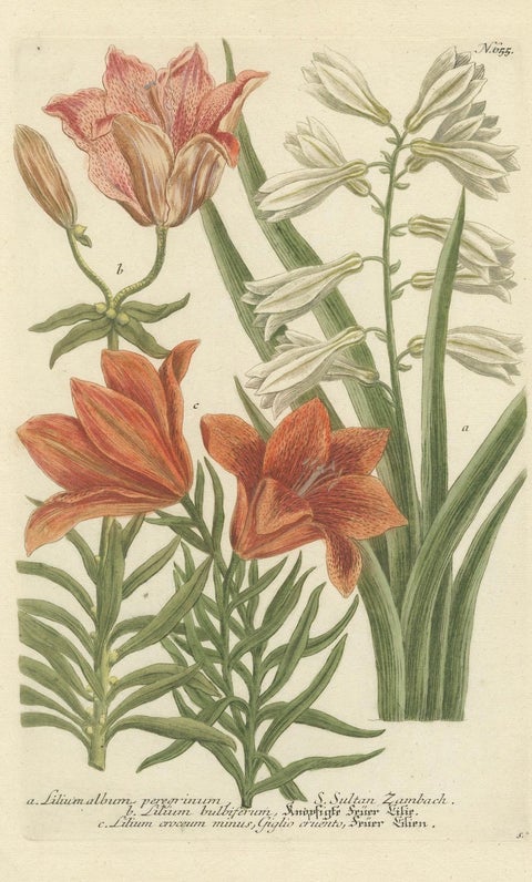 Botanical Elegance: Antique Engravings from Johann Weinmann's Masterpiece, 1748, close-up 4