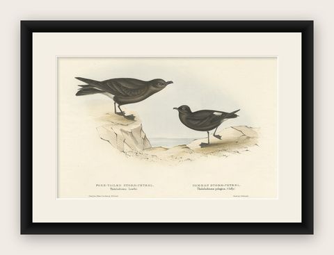 Old Bird Print of the Fork-Tailed Storm-Petrel and Common Storm-Petrel, 1832, shown framed