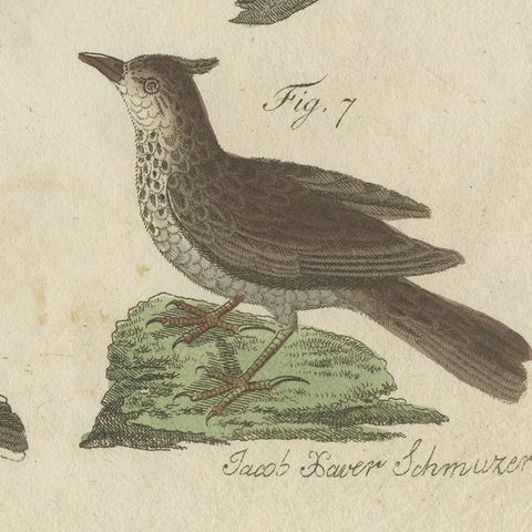 Crested Lark and Other Larks, Antique Bertuch Print, Vienna, circa 1805, close-up 3