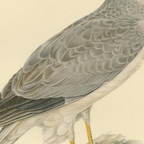 Antique Bird Print of the Hen Harrier by Von Wright '1929', close-up 2