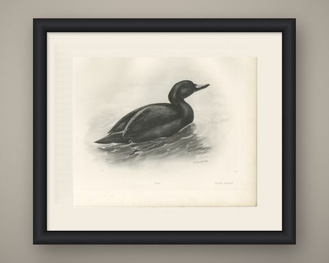 Common Scoter, Antique Bird Print after Lilian Medland, circa 1909, shown framed