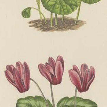 Victorian Triptych of Alpine Flowers with Gentian, Cyclamen and Sedum 1874, close-up 2