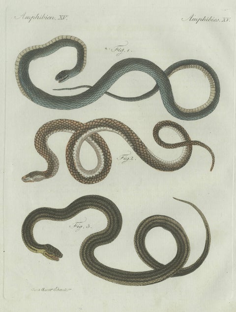 Original Antique Print of Three European Snakes by Bertuch, 1802, close-up 3