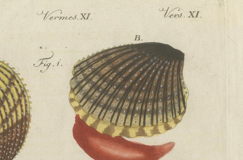 Original Antique Natural History Print of Shipworm and Sea Pen by Bertuch, 1800, close-up 6