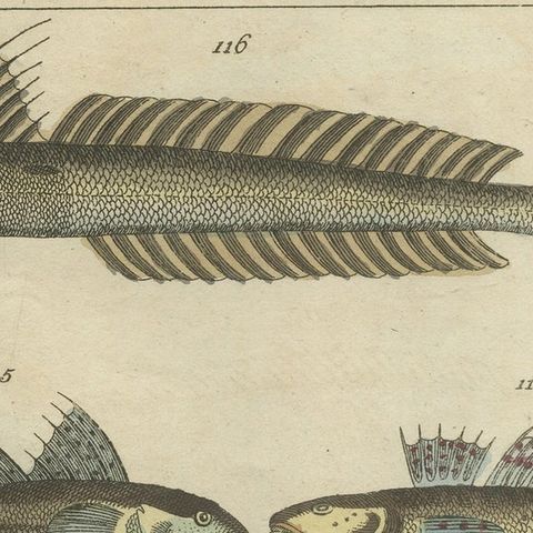 Set of 2 Antique Fish Prints - Dolphin Fish - Goby - Sand Tilefish, close-up 1